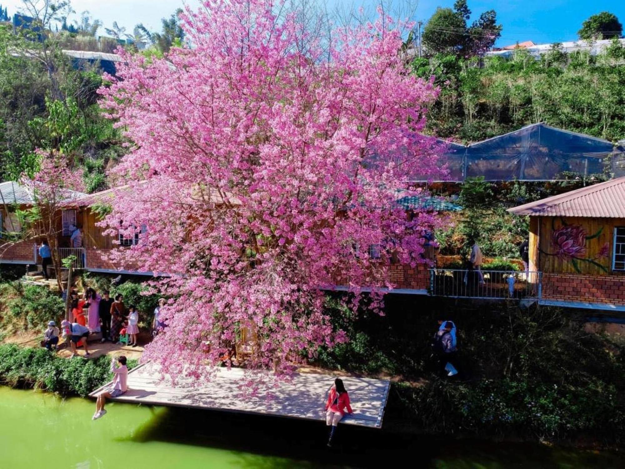 Nha Ben Ho - Da Lat Homestay Екстериор снимка